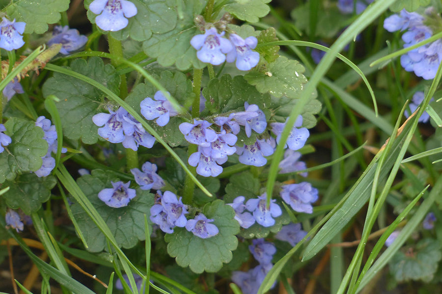 Ground Ivy: A Herb for Cleansing Accumulated Poisons and Heavy Metals