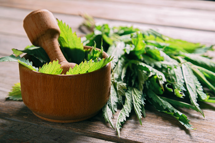 Nettle: The Unseen Hero of Your Home Remedies